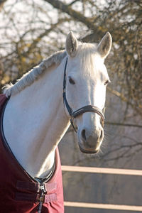 Close-up of a horse