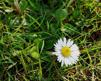 Close-up of white daisy flowers