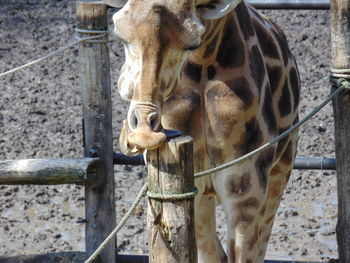 Close-up of a horse in zoo