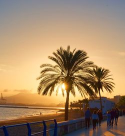 Silhouette of palm trees at beach during sunset