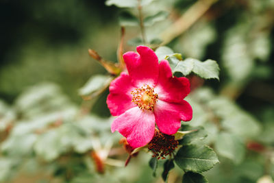 Close-up of pink rose