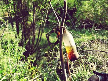 Close-up of bottle hanging on grass