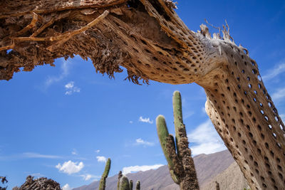 Low angle view of cactus on rock against sky