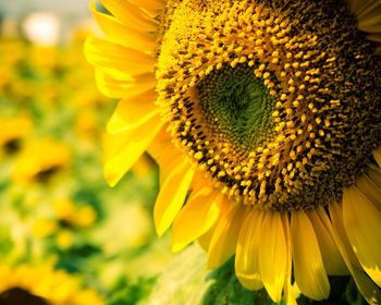 Close-up of sunflower