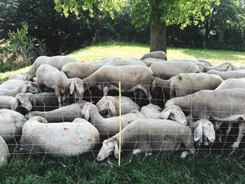 Flock of sheep on field