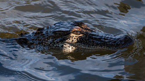 High angle view of alligator swimming in lake