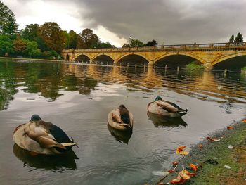 Ducks swimming in lake against sky