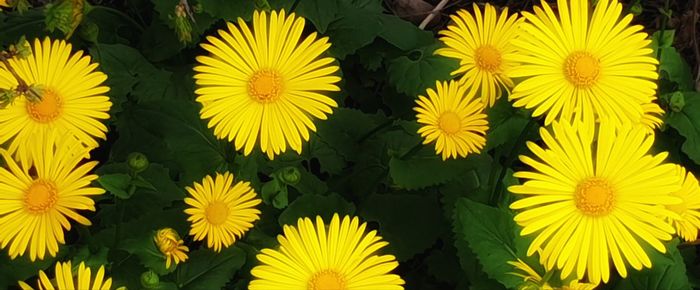 Close-up of yellow flowering plant