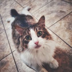 Close-up portrait of cat