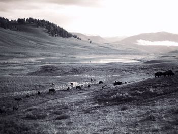 Flock of sheep grazing on field against sky