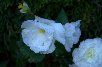 Close-up of wet white iris blooming outdoors