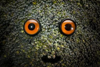 The broccoli monster with orange eyes