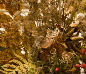 Close-up of fresh plants