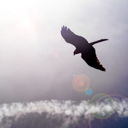 Bird flying in the sky