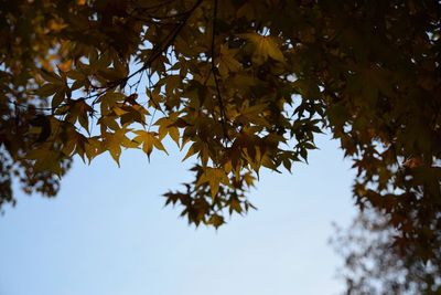 Low angle view of maple tree against sky