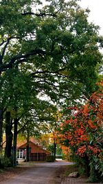 Trees in park