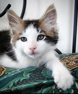 Close-up portrait of cat relaxing at home