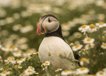 Close-up of a bird on field