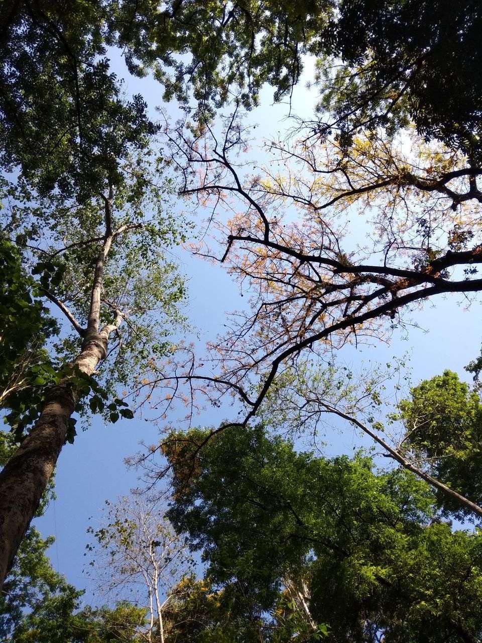 LOW ANGLE VIEW OF TREES IN FOREST AGAINST SKY