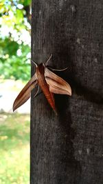 Close-up of grasshopper on wooden post