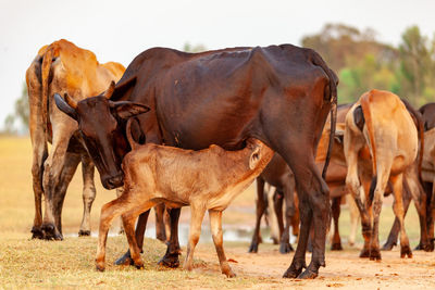 The cow, the mother and the cow are in the middle of the grass field. calf eating milk.