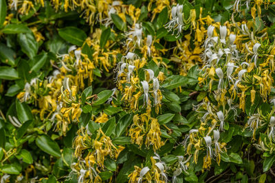 Close-up of yellow flowering plant