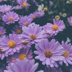 Close-up of flowers blooming outdoors