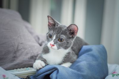 Close-up of cat relaxing on bed at home