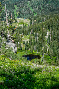 High angle view of plants and trees in forest