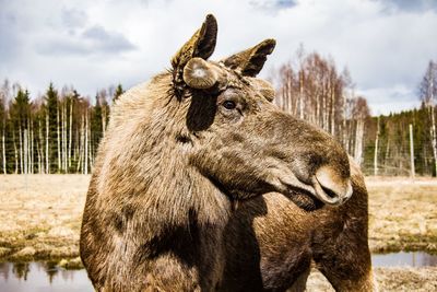 Close-up of a horse on field