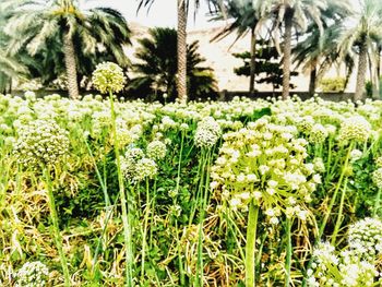 Close-up of plants growing on field