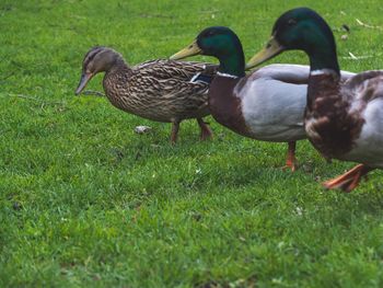 Birds on grassy field