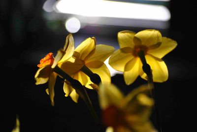 Close-up of yellow flowers