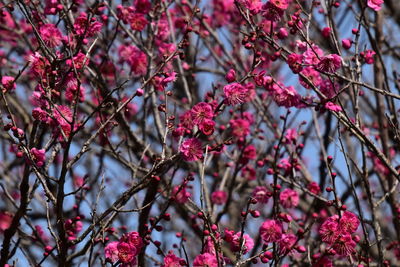 Close-up of red flowering plant