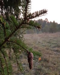 Close-up of pine tree