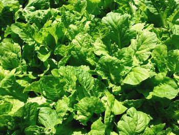 Full frame shot of green leaves