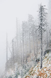 Frozen trees on mountain during foggy weather