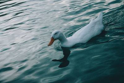 View of swan swimming in sea