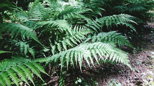 Plants growing on tree