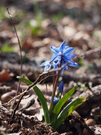 Close-up of purple flowering plant on field