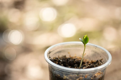 Close-up of small potted plant