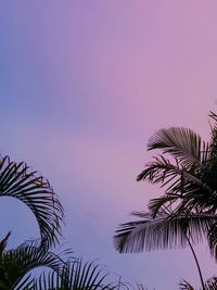 Low angle view of palm tree against sky