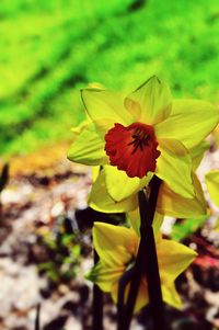 Close-up of flower blooming outdoors