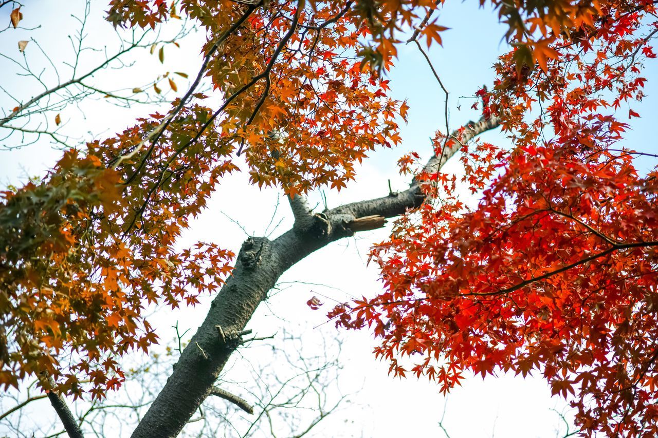 tree, plant, autumn, low angle view, branch, sky, growth, change, beauty in nature, nature, day, no people, orange color, leaf, tree trunk, trunk, outdoors, plant part, tranquility, clear sky, maple leaf, tree canopy, fall, directly below, natural condition