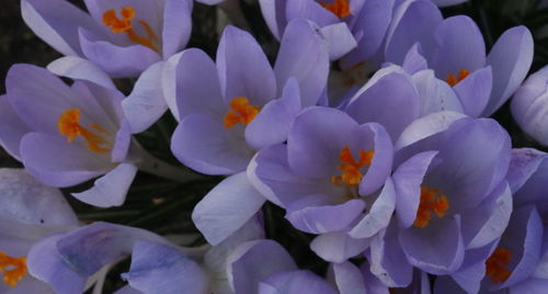 Close-up of flowers blooming outdoors