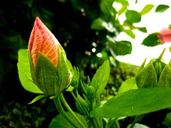 Close-up of plant