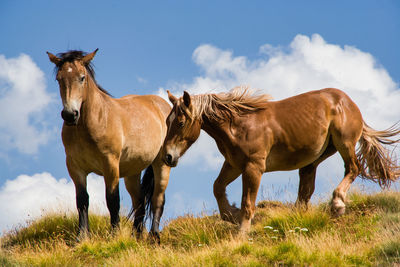 Horses on field against sky