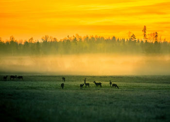 A beautiful misty morning with wild red deer herd grazing in the meadow. 