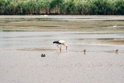 View of birds on beach