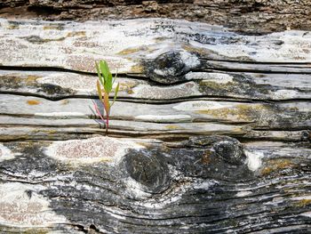 Close-up of plant against water